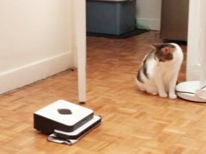 L'aspirateur robot fascine les chats