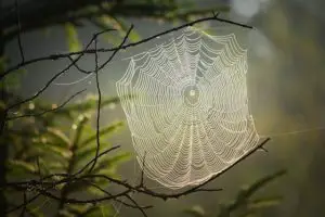 Toile d'araignée
